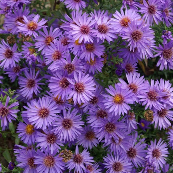 Meet your Posher, Gigi - Picture 1 of 1